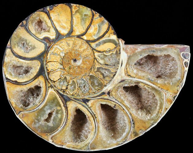 Sliced, Agatized Ammonite Fossil (Half) - Jurassic #54057